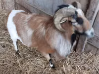 公山羊, Goats — 照片 4