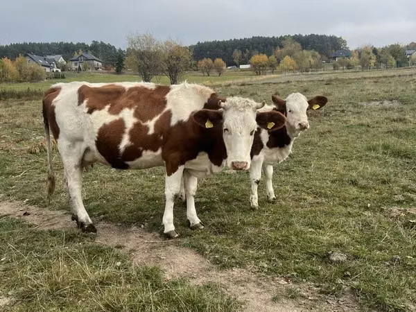 بقرة, Simmental cattle