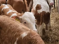 Bovine (lot, sex nespecificat), Simmental cattle — foto 2