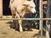 Buqa, Simmental cattle — 1-rasm