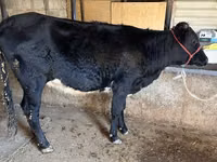 Sigir, Aberdin – Angus — 6-rasm