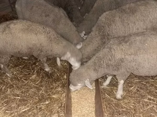 母羊, Sheep