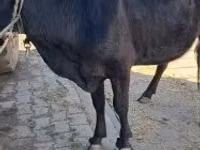 Cow, Cattle — photo 2