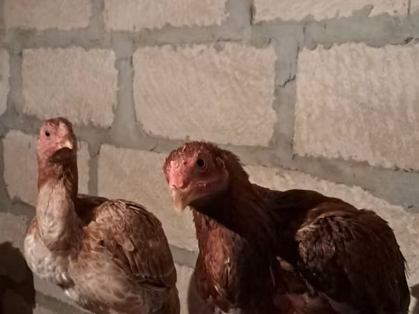 Chickens