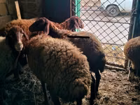公羊, Sheep — 照片 3