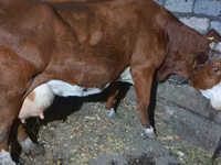 Kuh, Simmental cattle — Foto 4