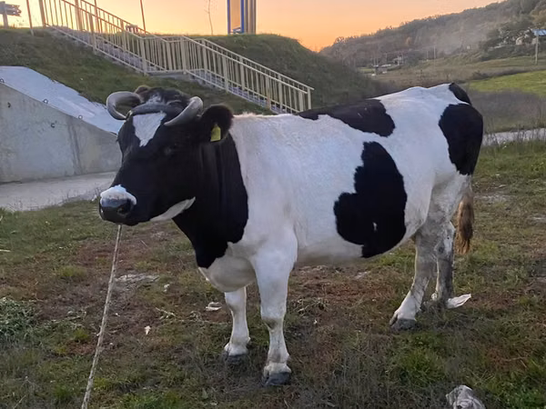 Vacă, Russian Black pied cattle