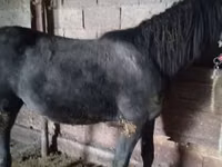 公马, Horses — 照片 3