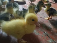 Ducks — फ़ोटो 3