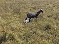 نعجة, Romanov sheep — الصورة 1