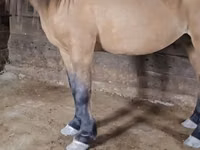 घोड़ा, Mugalzhar horse — फ़ोटो 3