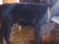 公牛, Cattle — 照片 2