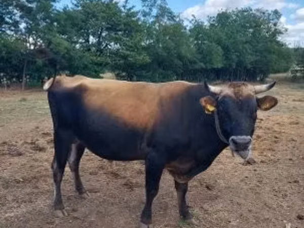 Buqa, Jersey zotasi