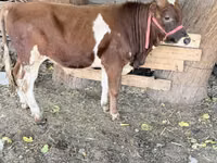 Bou, Bovine — foto 1