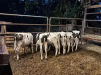 Bulle, Holstein-Rasse — Foto 4