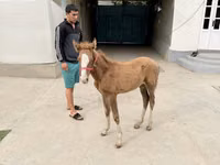 母马, Horses — 照片 1