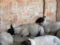 Oaie, White Suffolk sheep — foto 1