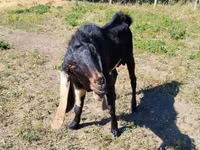 Cabro, Nubian Goat — foto 2