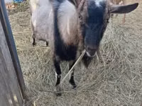 Goat, Italian Alpine goat — photo 2