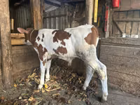 Taureau, Simmental cattle — photo 1