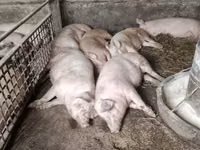 Vier, Porci — foto 1