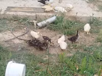 Ducks — photo 1