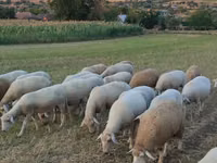 Brebis, Moutons — photo 2