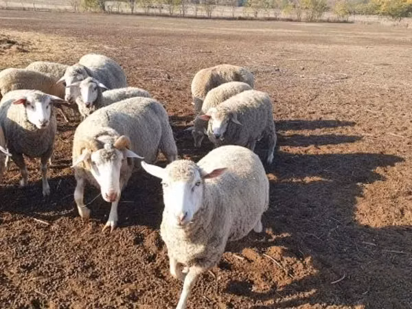 Schaf, Merino sheep