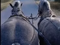 Mare, Horses — photo 2