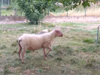 Berbec, Rouge de l’Ouest sheep — foto 3