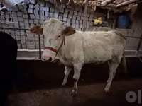 गाय, मवेशी — फ़ोटो 2