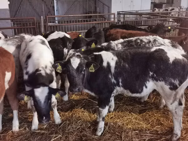 Buqa, Russian Black pied cattle