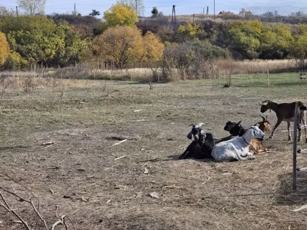 Țap, Nubian Goat