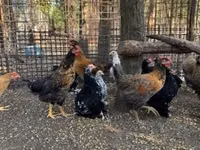 Chickens — Foto 4