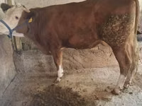 गाय, Simmental cattle — फ़ोटो 2