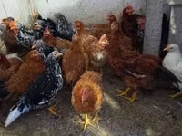 Chickens — 1-rasm