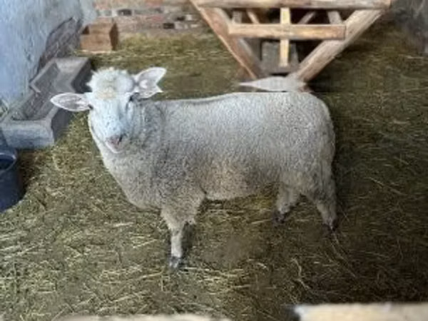 公羊, Sheep