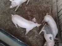 猪（批次，未指定性别） — 照片 6
