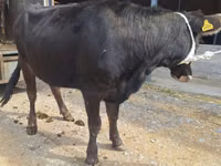 Vacă, Bovine — foto 2