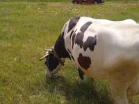 Sigir, Russian Black pied cattle — 4-rasm