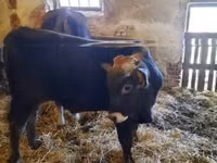 Toro, Raza carpatiana marrón — foto 5
