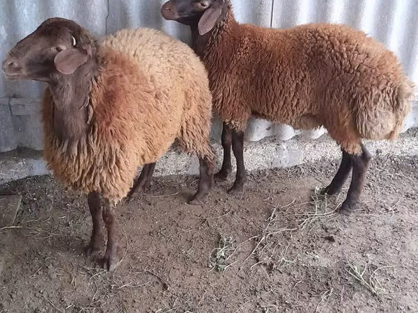 كبش, الأغنام