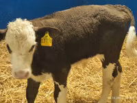 Buqa, Simmental cattle — 2-rasm