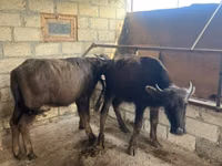 Bovine (lot, sex nespecificat), Bivol african — foto 1