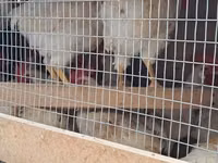 Chickens — फ़ोटो 1