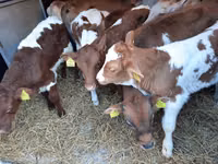 Bulle, Simmental cattle — Foto 2