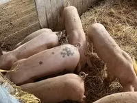 Vier, Porci — foto 1