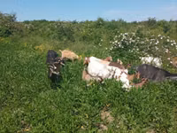Ziege, Alpine goat — Foto 2