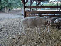Oaie, Lacaune sheep — foto 7