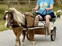 घोड़ा, Miniature horse — फ़ोटो 1